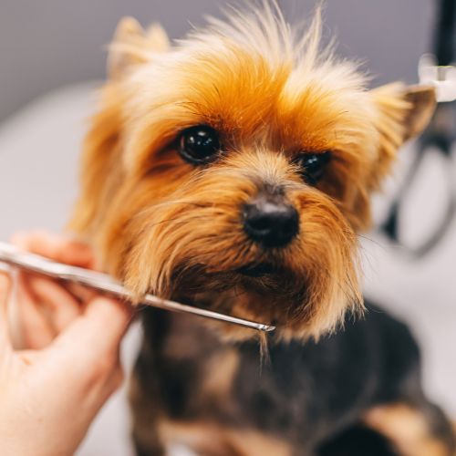 Peluquería canina Yorky