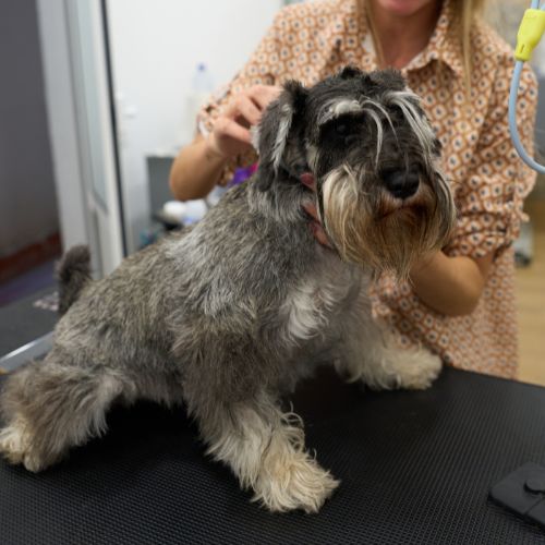 Estética canina y felina