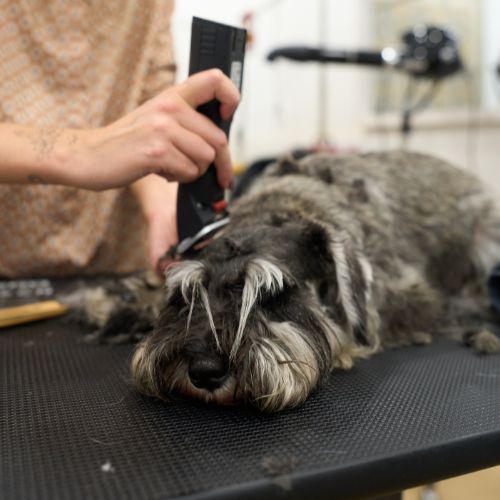 Schnauzer corte maquina