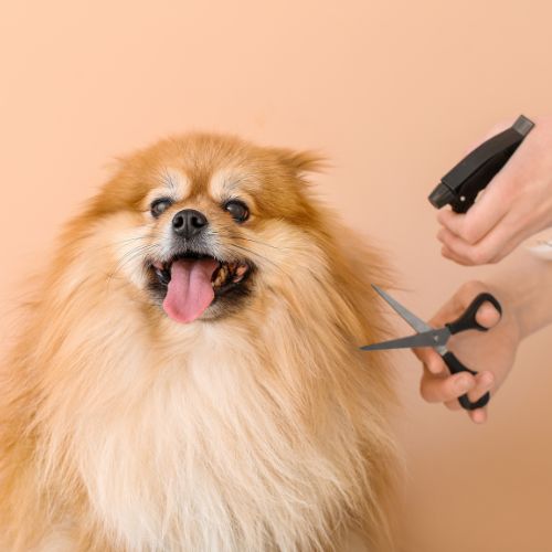 Estudiar peluquería canina