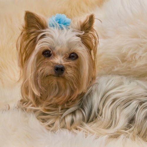 Curso de grooming canino