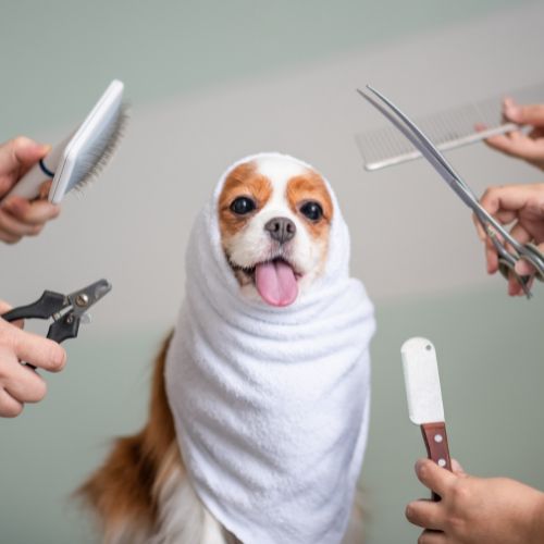 Herramientas curso peluquería canina